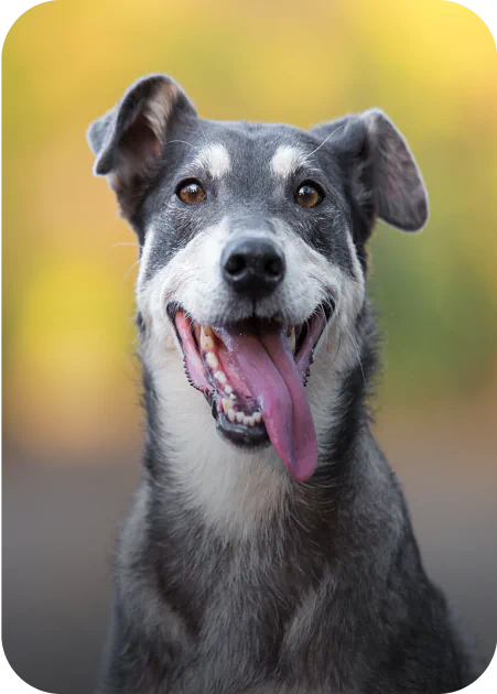 Elderly black dog with gray muzzle outside