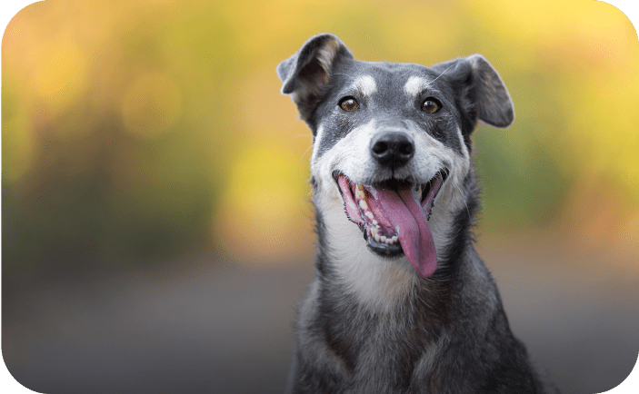 Elderly black dog with gray muzzle outside