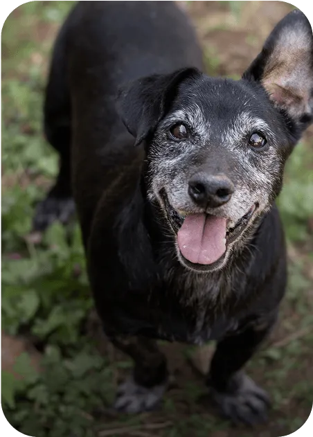 Senior dog