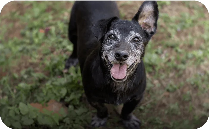 Senior dog