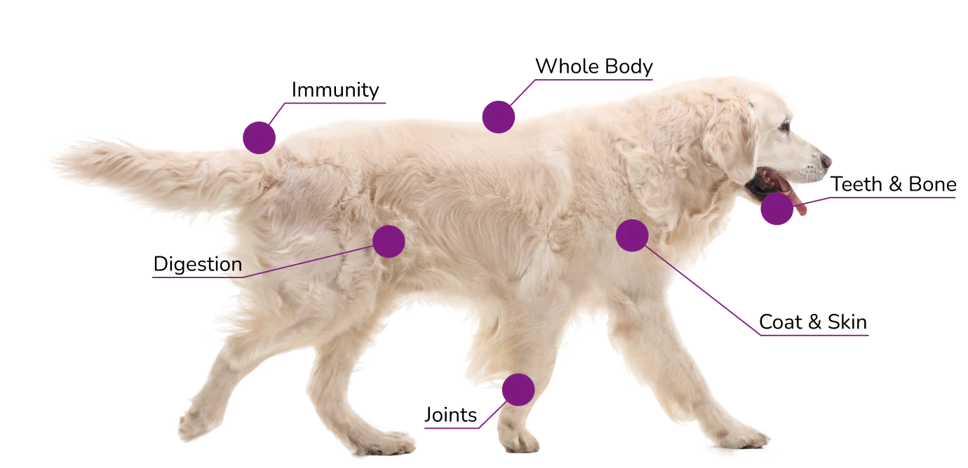Diagram of a dog with labeled points indicating areas of health focus