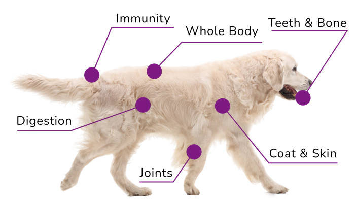 Diagram of a dog with labeled points indicating areas of health focus