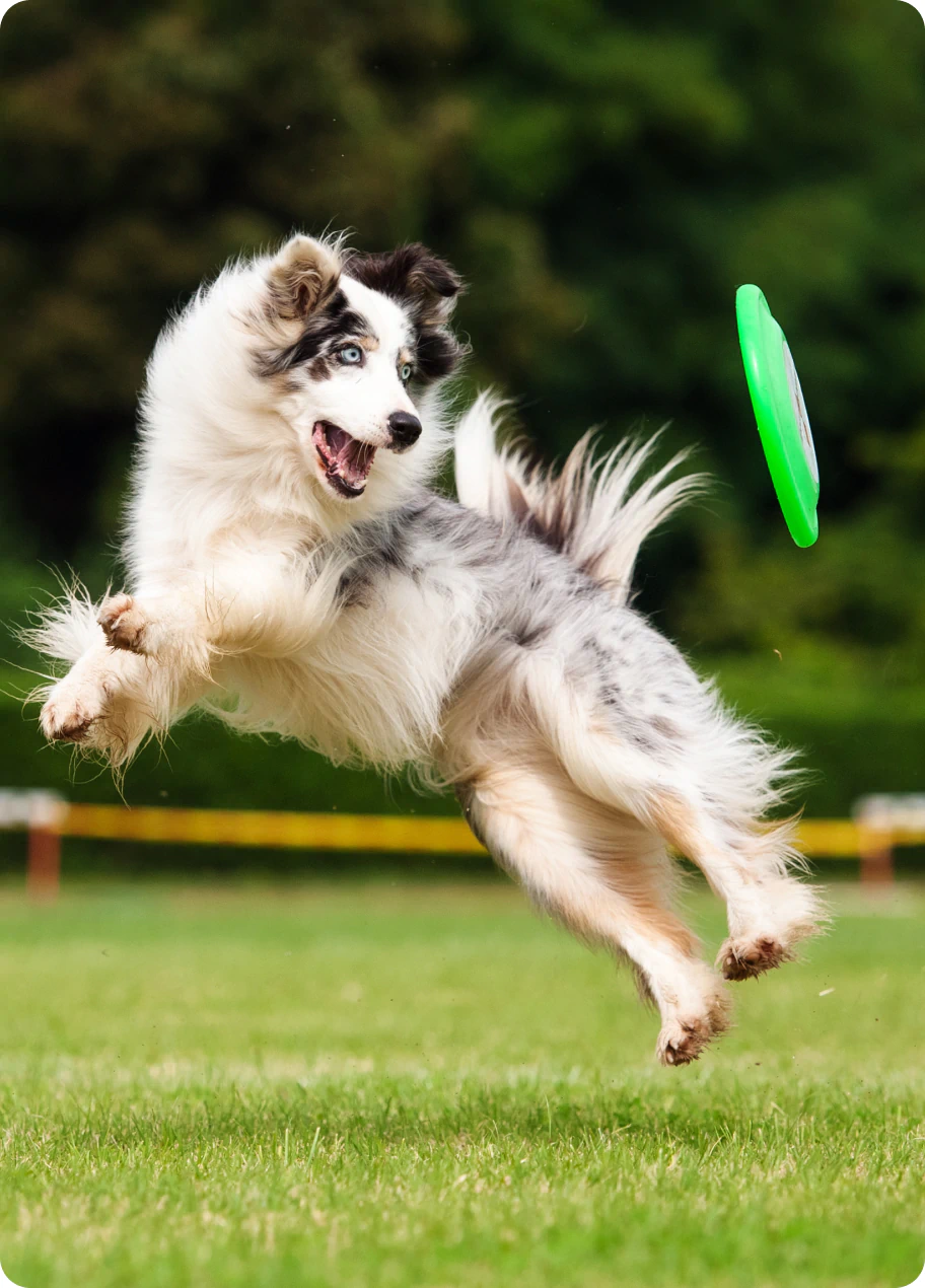 dog catching frisbee