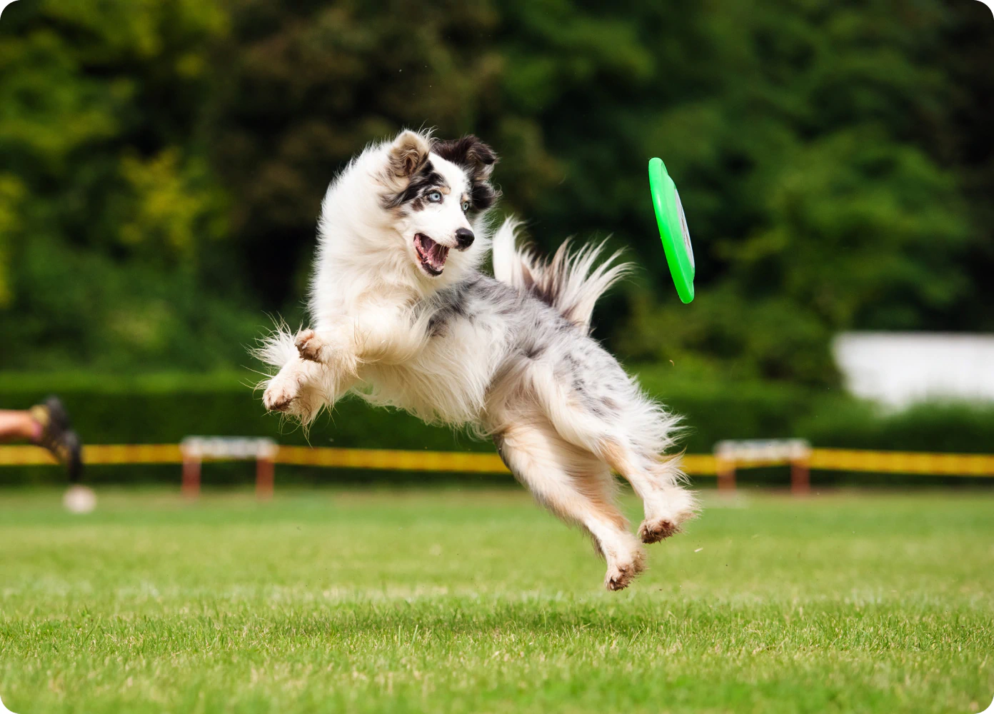 dog catching frisbee