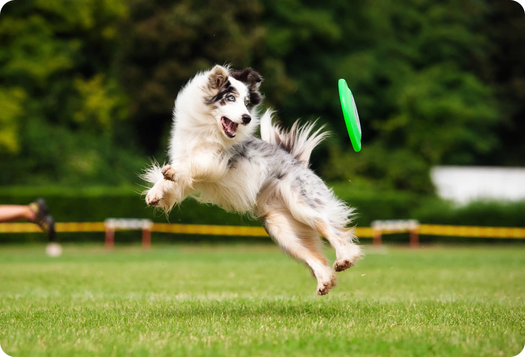 dog catching frisbee