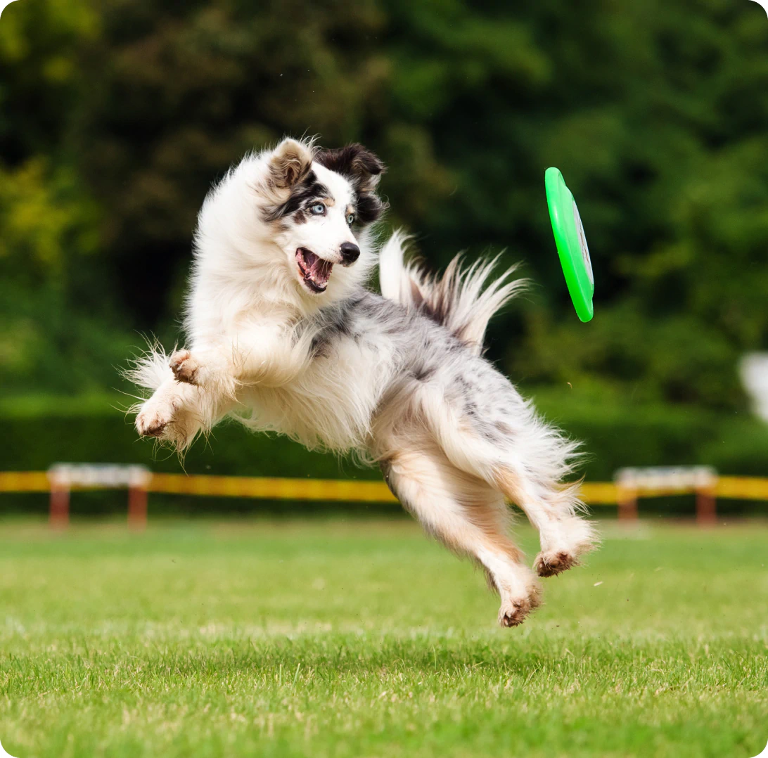 dog catching frisbee