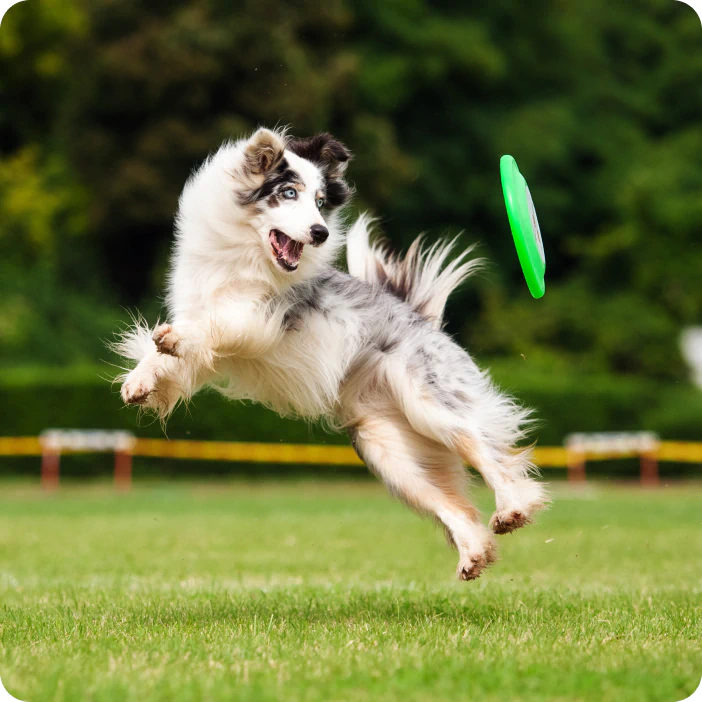 dog catching frisbee