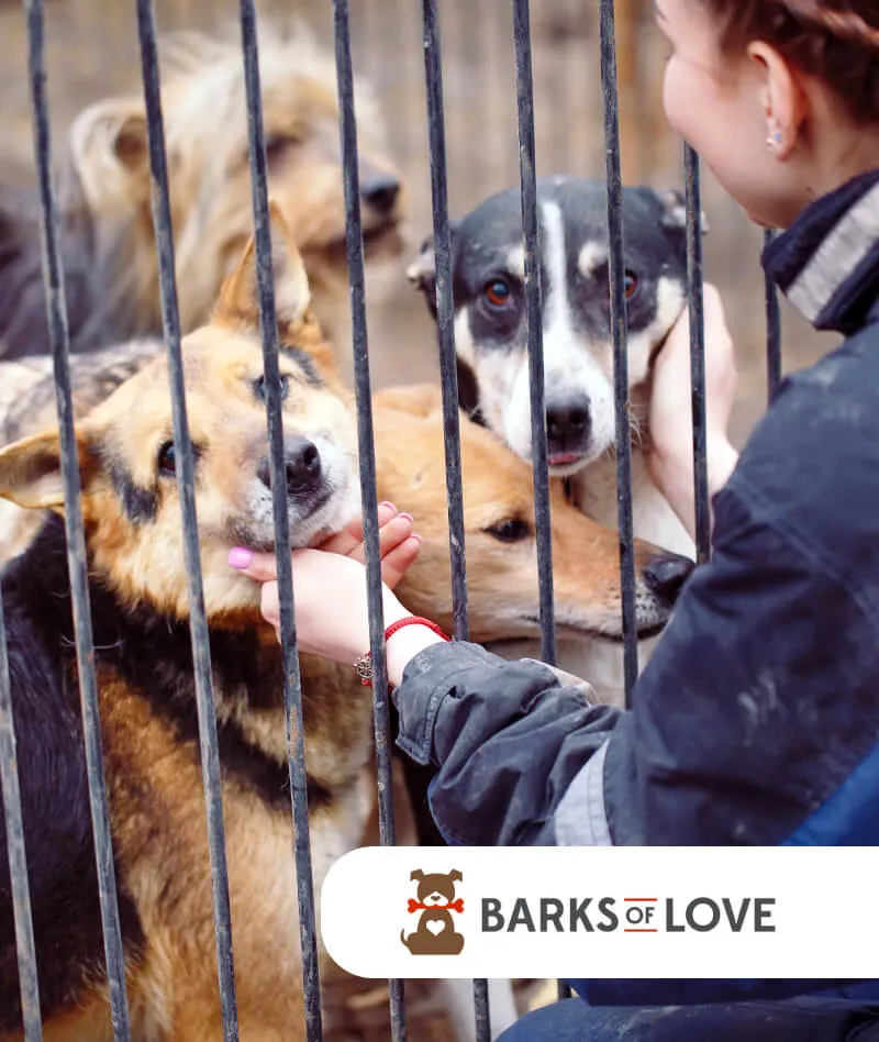Woman petting dogs behind shelter fence with 'Barks of Love' logo