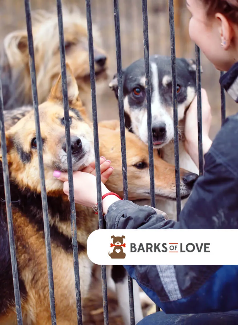 Woman petting dogs behind shelter fence with 'Barks of Love' logo