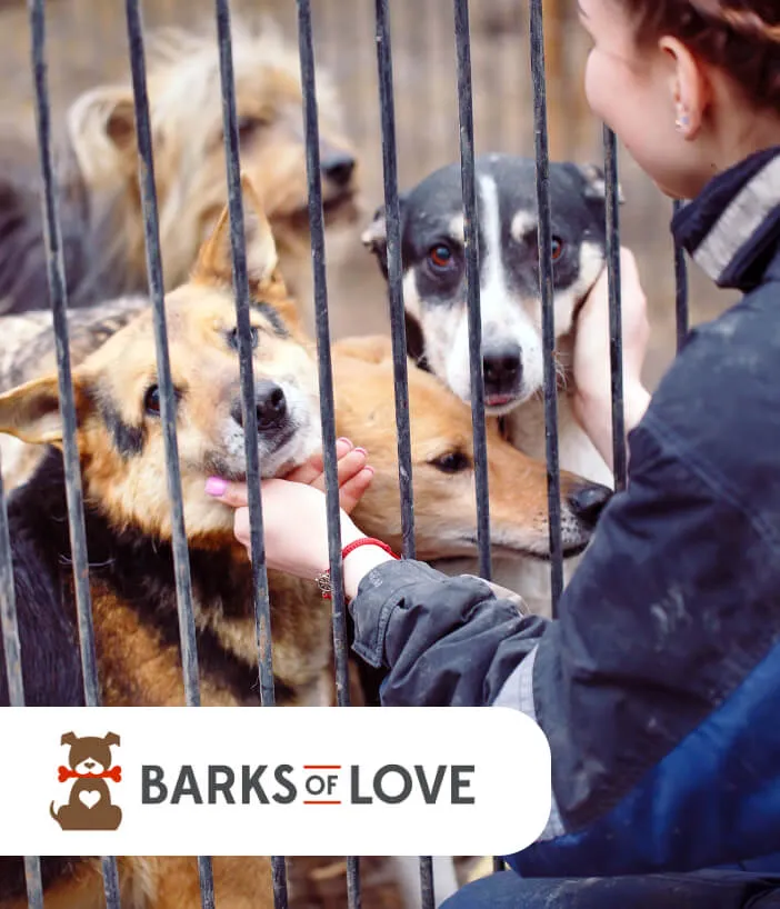 Woman petting dogs behind shelter fence with 'Barks of Love' logo