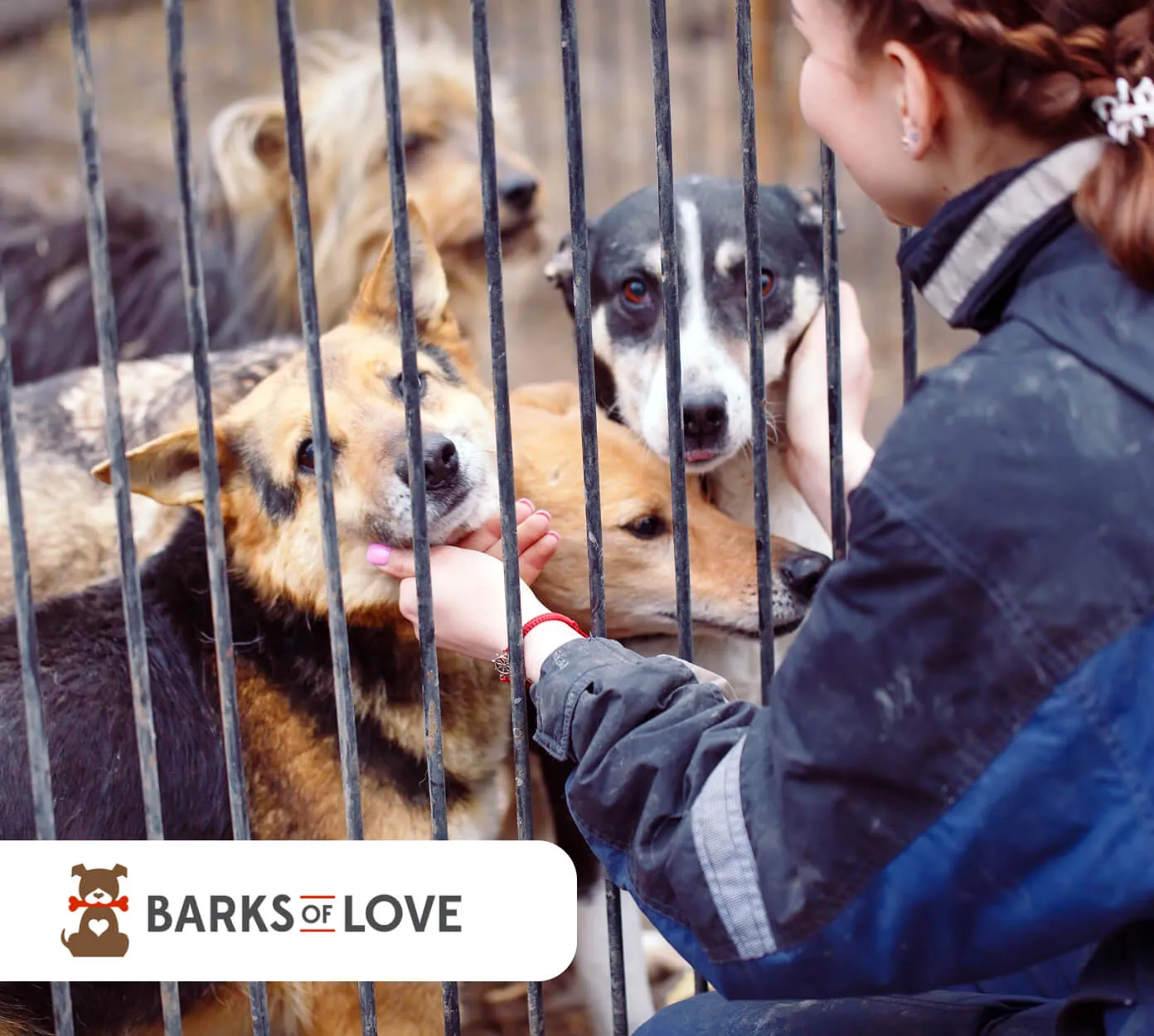 Woman petting dogs behind shelter fence with 'Barks of Love' logo