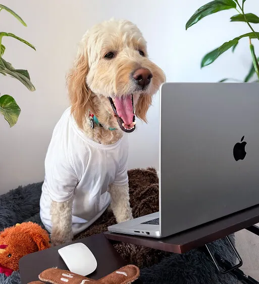 Helper