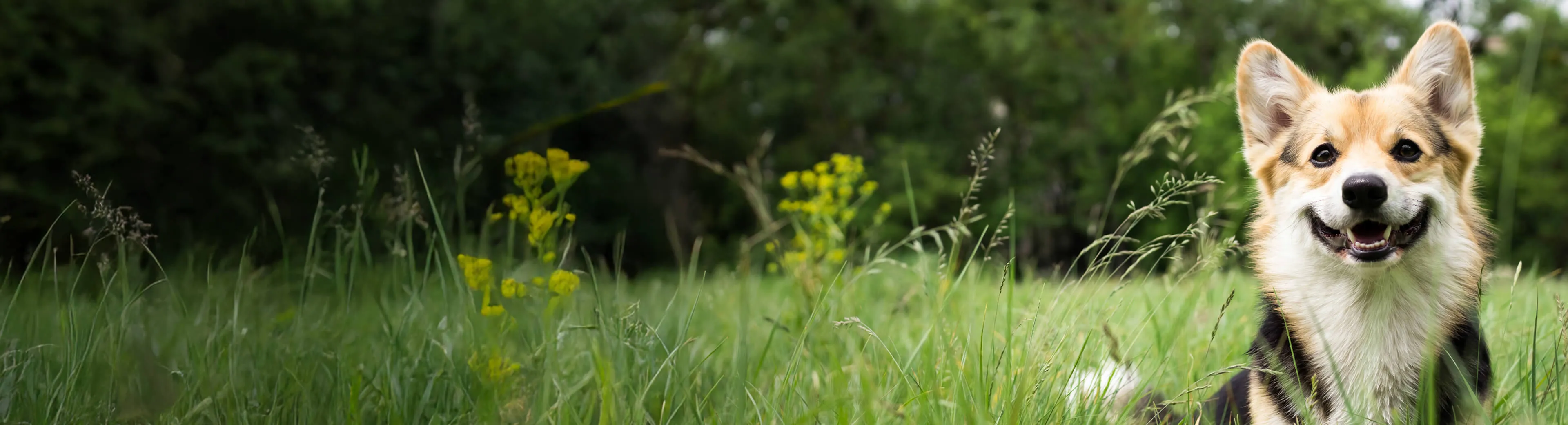 Happy Corgi sitting in tall green grass