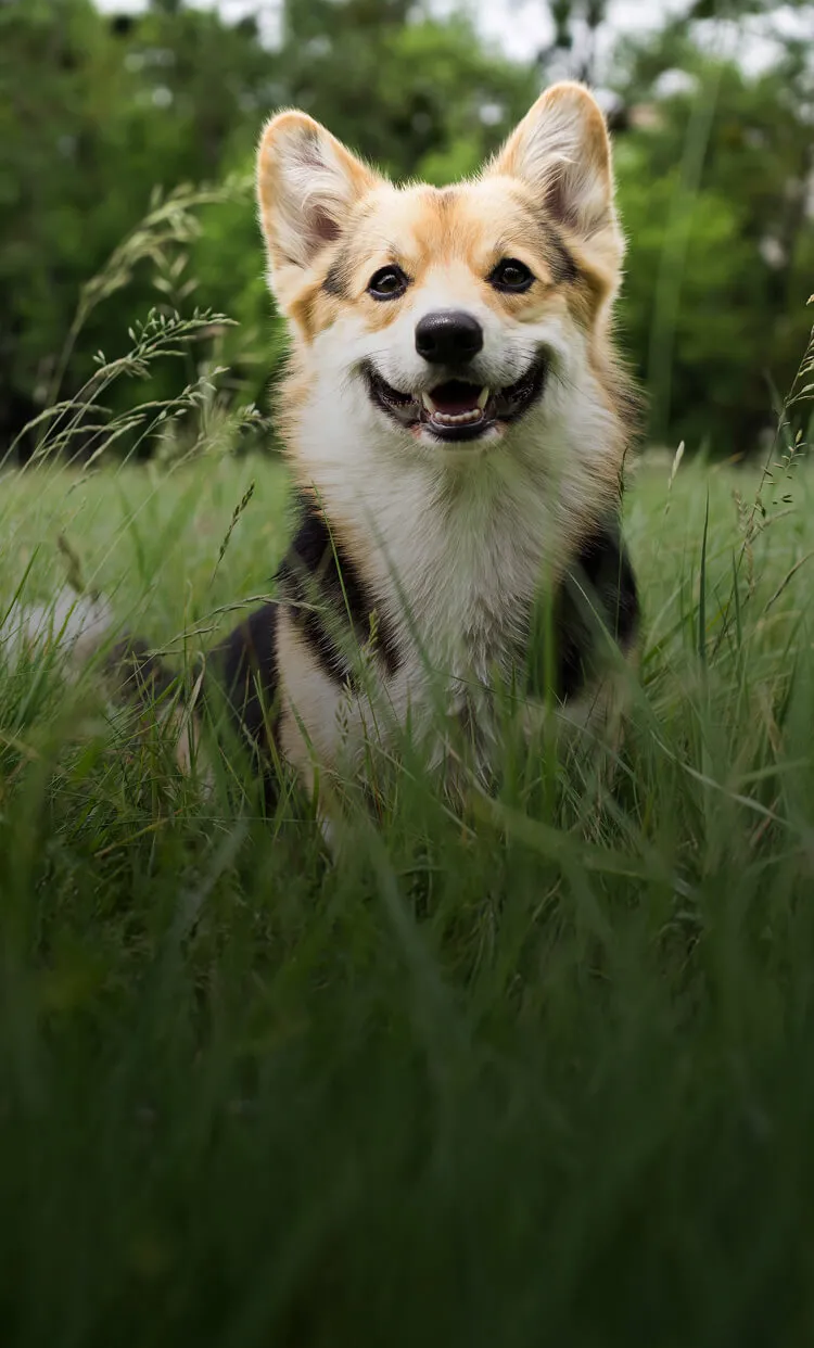 Happy Corgi sitting in tall green grass