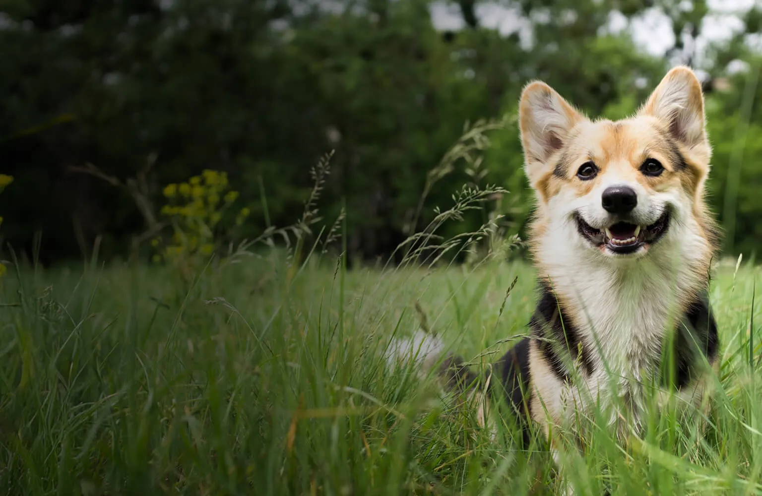Happy Corgi sitting in tall green grass