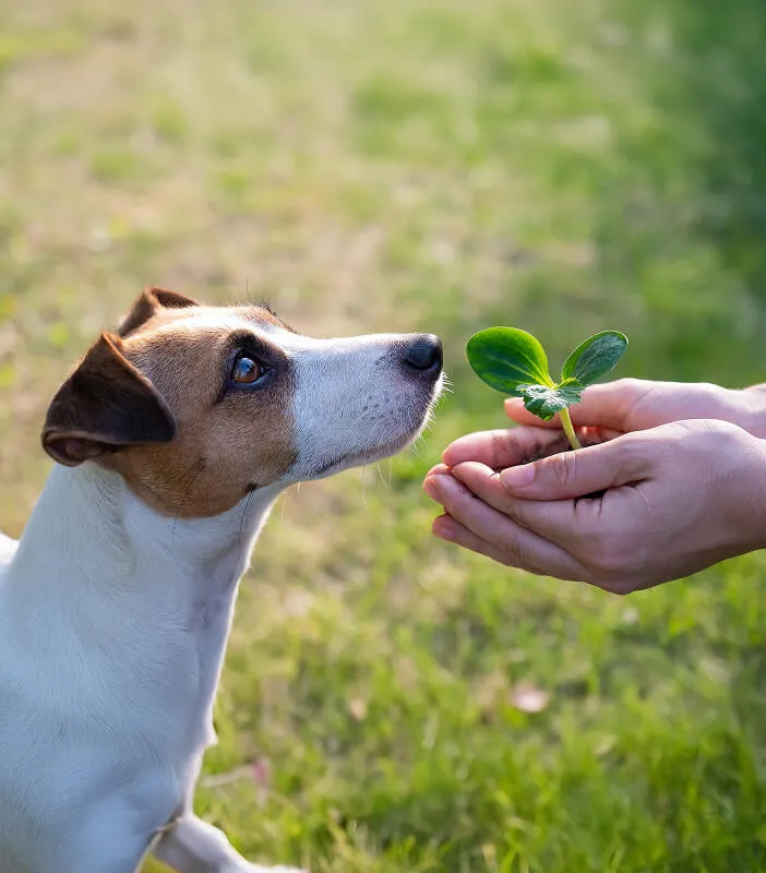 Curious Jack Russell Terrier sniffing a small green plant