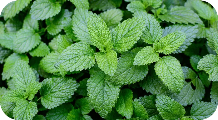 Lemon Balm Leaf