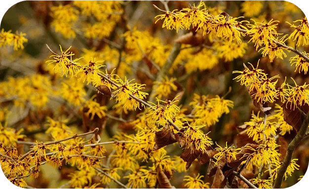 Witch Hazel